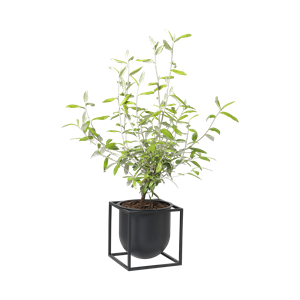 Audo Kubus Blomsterpotte 14 Sort