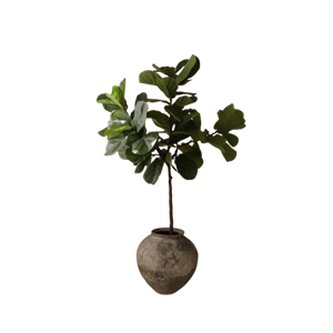 Botané Fiddle Leaf Fig Stems Grønn