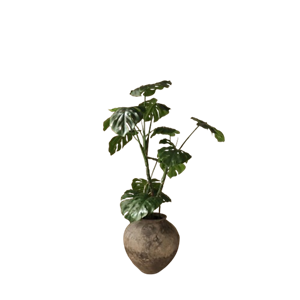 Botanisk Monstera-plante Grønn