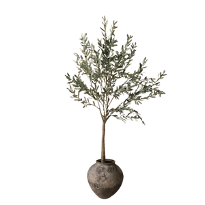 Botané Oliventre Grønn