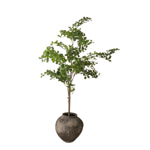 Botané Tropisk Mandeltre Grønn